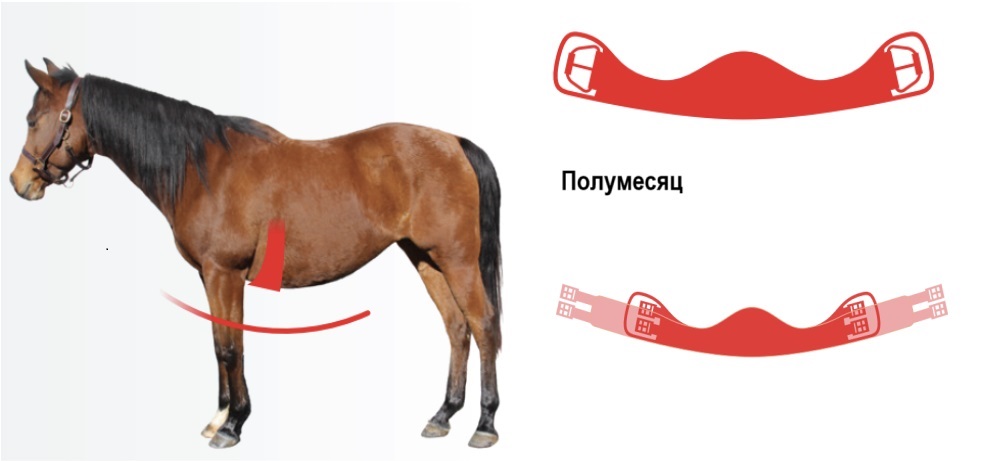 Horse-Rehab.Ru