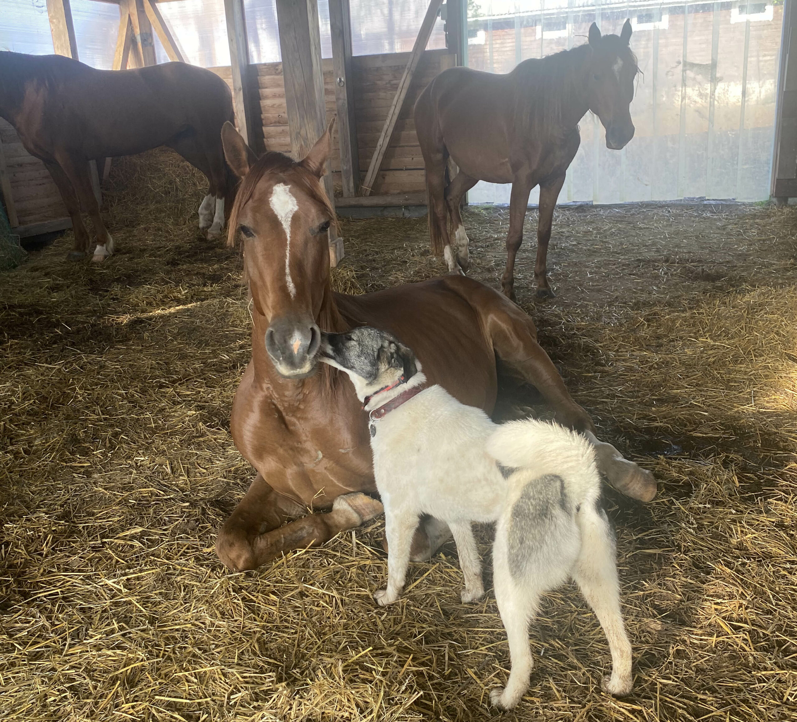 Horse-Rehab.Ru