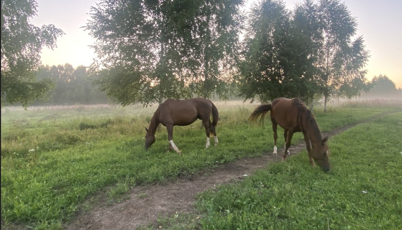 Horse-Rehab.Ru