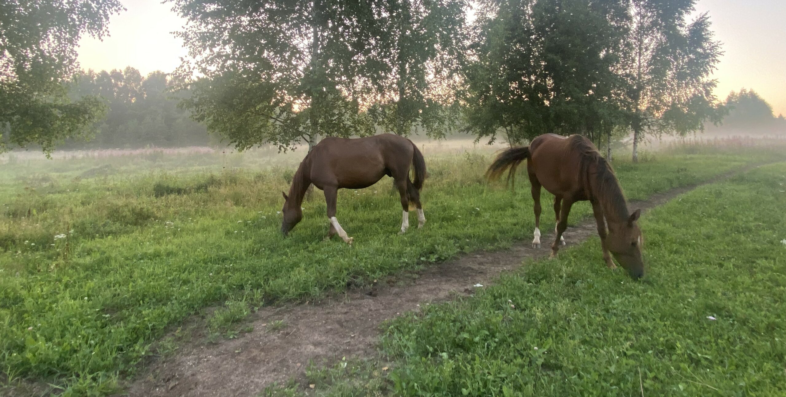 Horse-Rehab.Ru