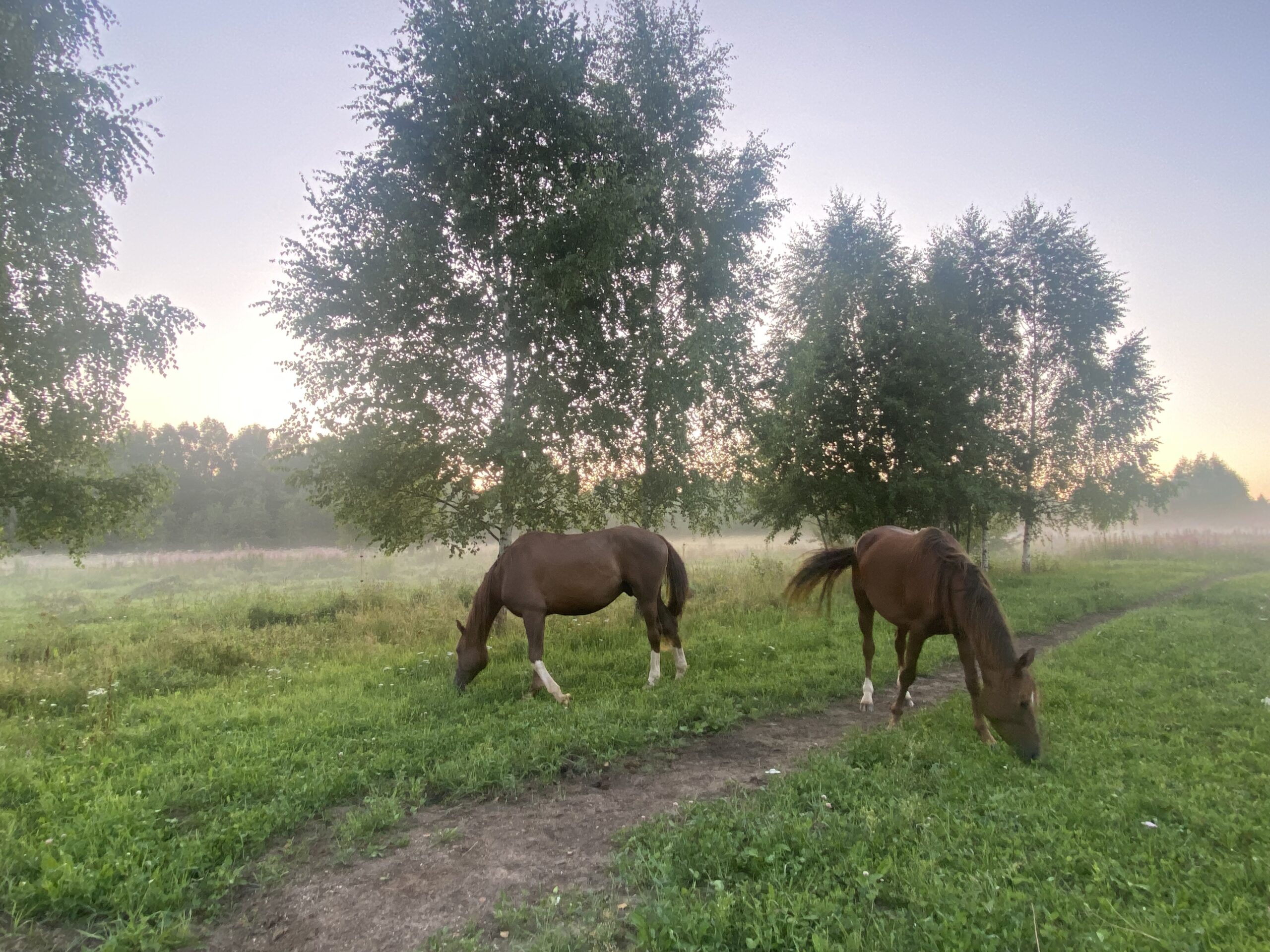 Horse-Rehab.Ru